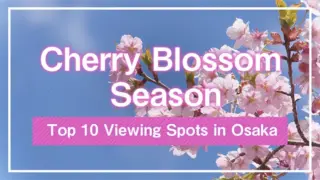 Cherry Blossom Season and Top 10 Viewing Spots in Osaka
