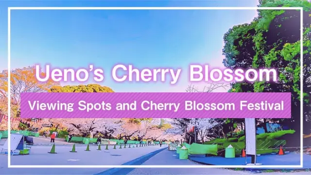 Ueno’s Cherry Blossom Viewing Spots and Cherry Blossom Festival