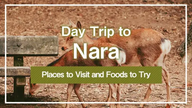 Day Trip to Nara: Places to Visit and Foods to Try