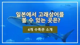 일본에서 고래상어를 볼 수 있는 곳은? 4개 수족관 소개