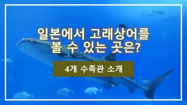 일본에서 고래상어를 볼 수 있는 곳은? 4개 수족관 소개