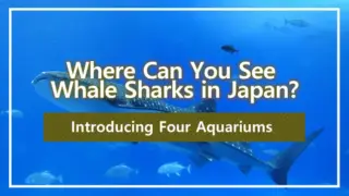 Where Can You See Whale Sharks in Japan? Introducing Four Aquariums