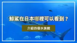 鯨鯊在日本哪裡可以看到？介紹四個水族館