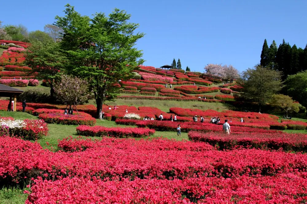 三股町「椎八重公園つつじまつり2025開催のお知らせ」