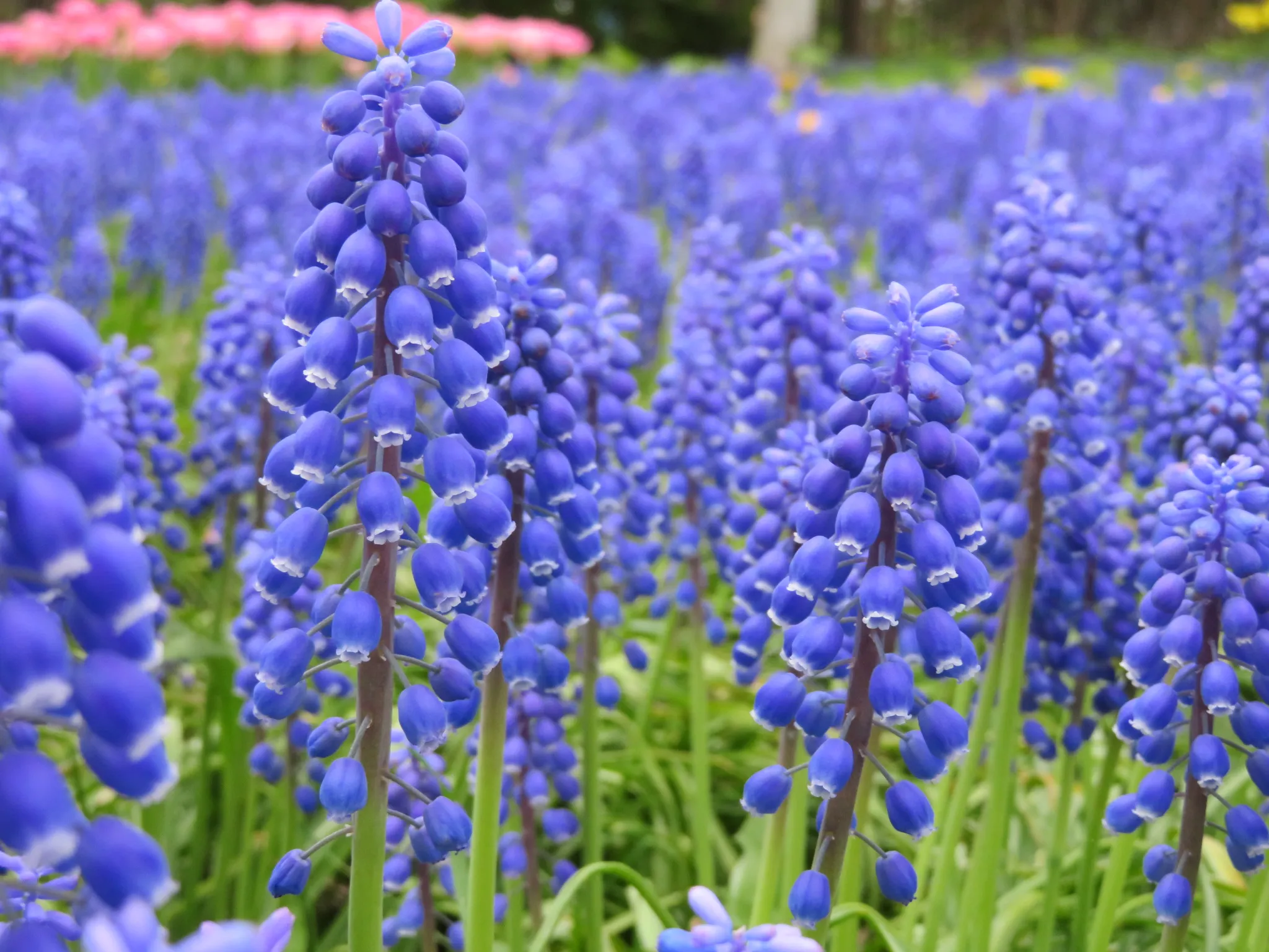 百合が原公園「ムスカリの道」
