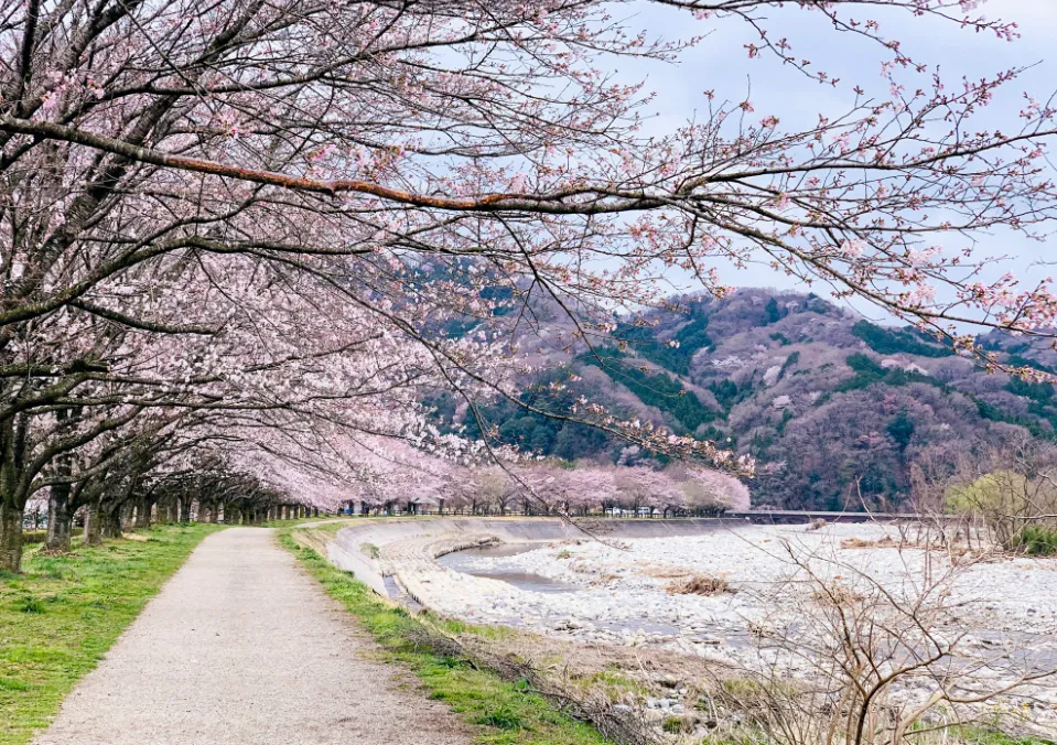 Beautiful Spring Flowers in Japan
