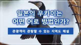 일본의 우카이는 어떤 어로 방법인가? 관광객이 관람할 수 있는 지역도 해설