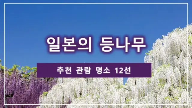 일본의 등나무: 추천 관람 명소 12선