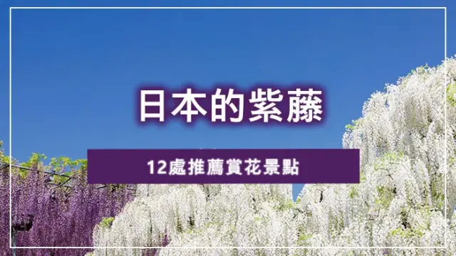 日本的紫藤：12處推薦賞花景點