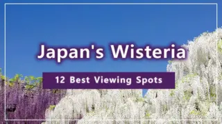 Japan's Wisteria: 12 Best Viewing Spots