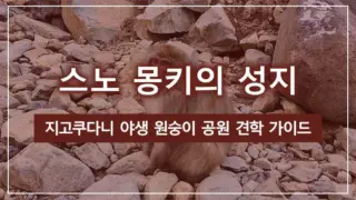 스노 몽키의 성지, 지고쿠다니 야생 원숭이 공원 견학 가이드