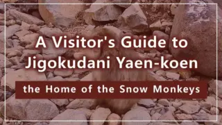 A Visitor's Guide to Jigokudani Yaen-koen, the Home of the Snow Monkeys